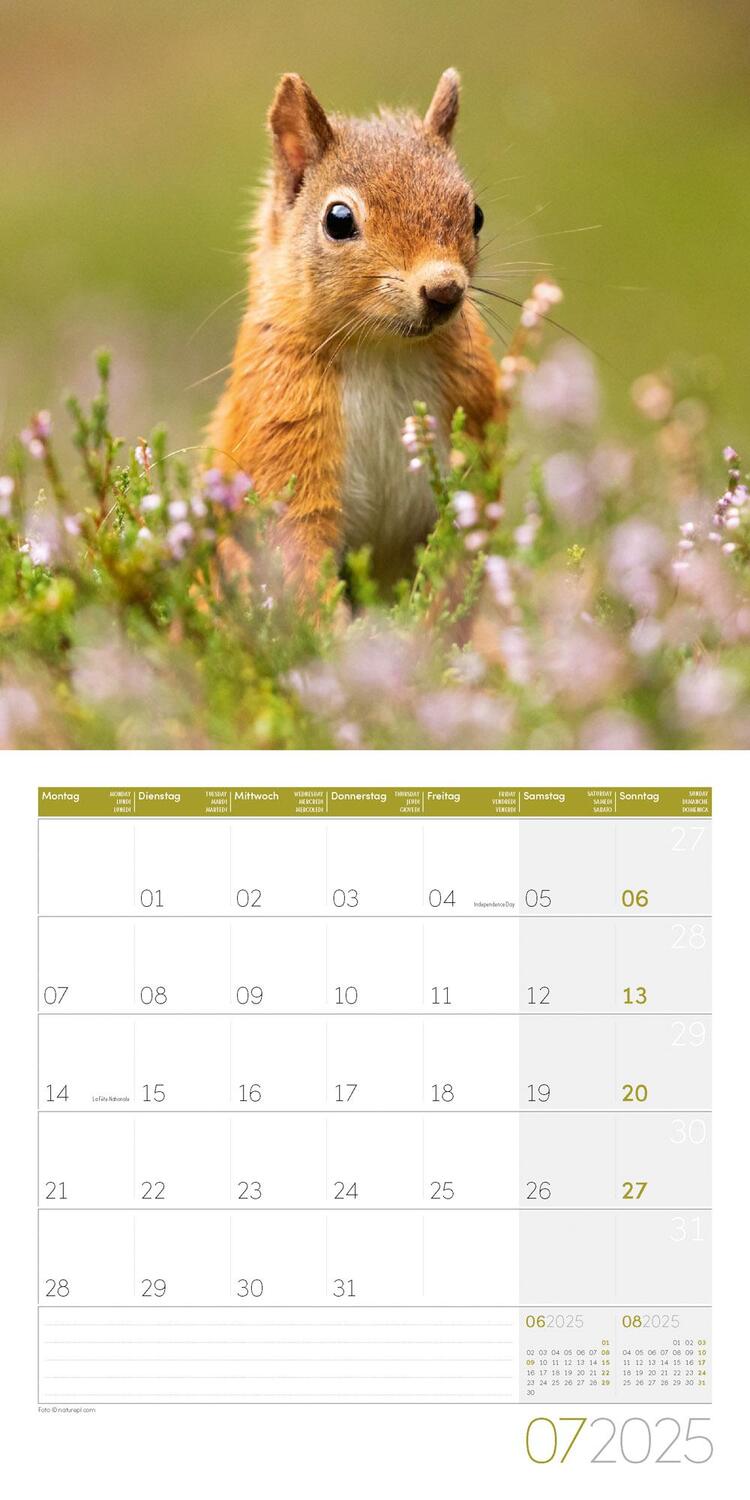 Bild: 9783838445311 | Eichhörnchen Kalender 2025 - 30x30 | Ackermann Kunstverlag | Kalender