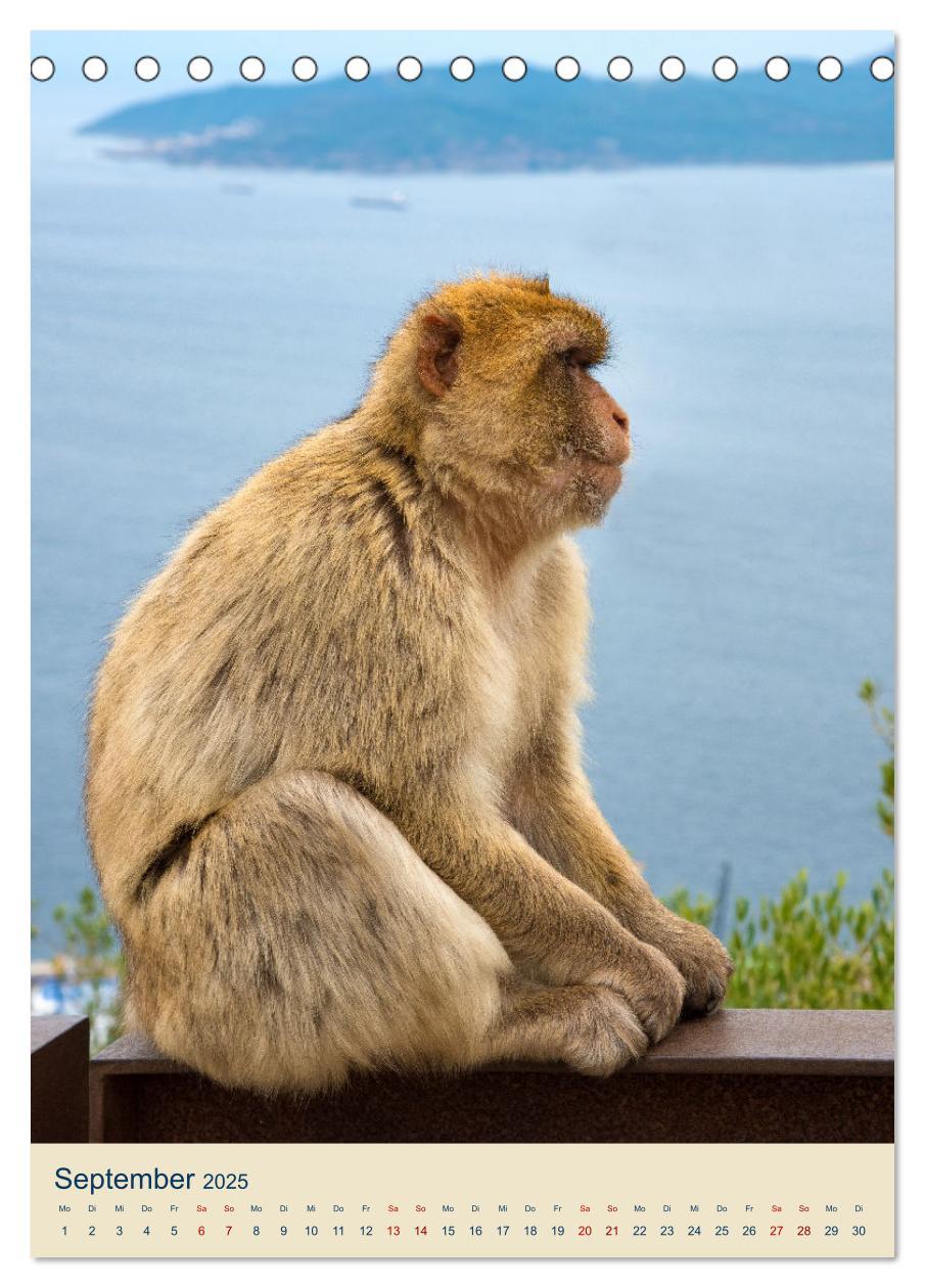 Bild: 9783383781292 | Gibraltar - Die Heimat der Berberaffen auf dem Rock (Tischkalender...