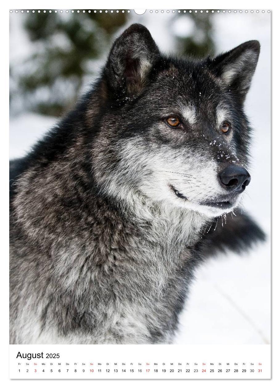 Bild: 9783457065587 | Wolf-Gesichter (Wandkalender 2025 DIN A2 hoch), CALVENDO...