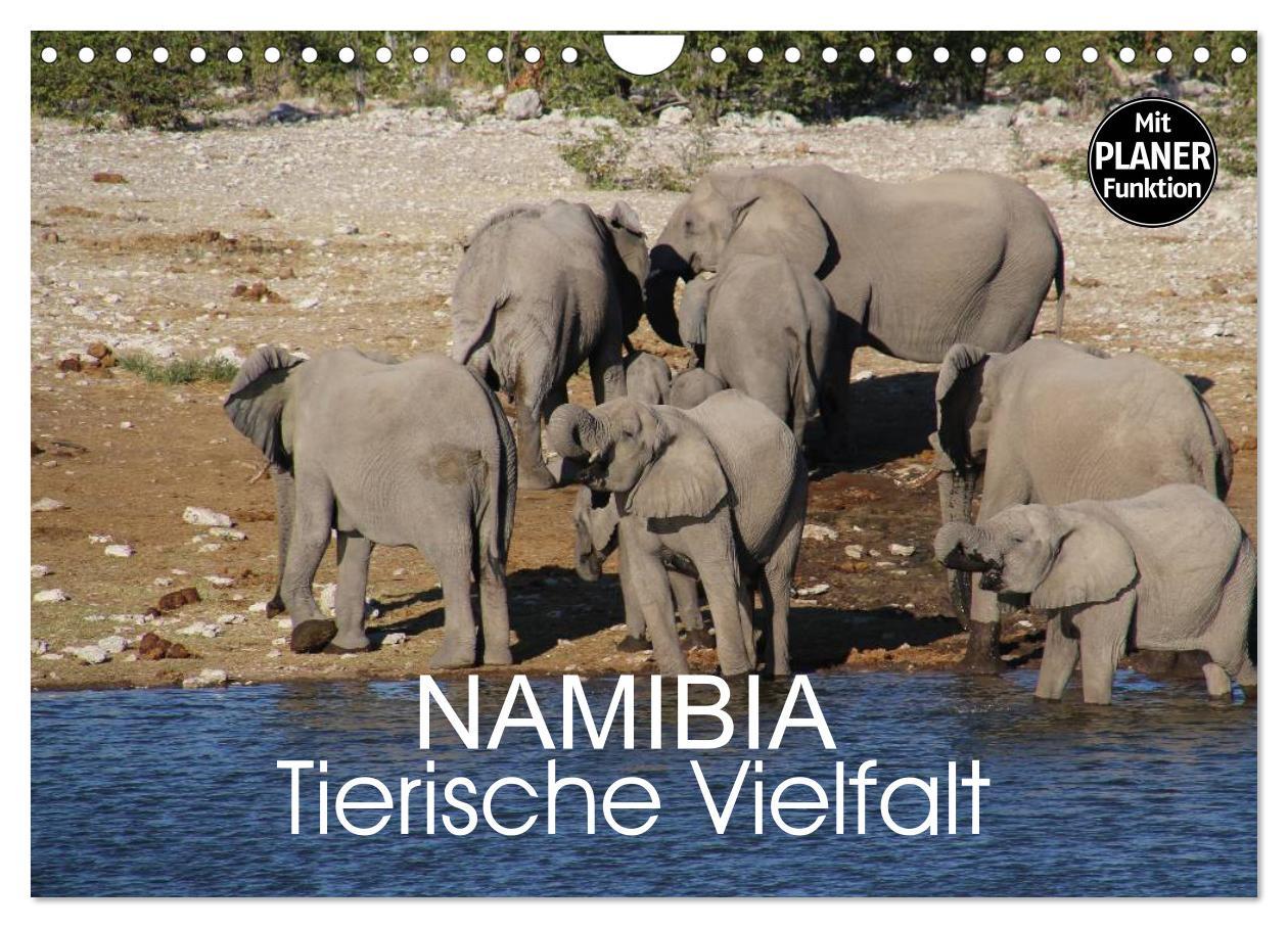 Cover: 9783435552818 | Namibia - Tierische Vielfalt (Planer) (Wandkalender 2025 DIN A4...