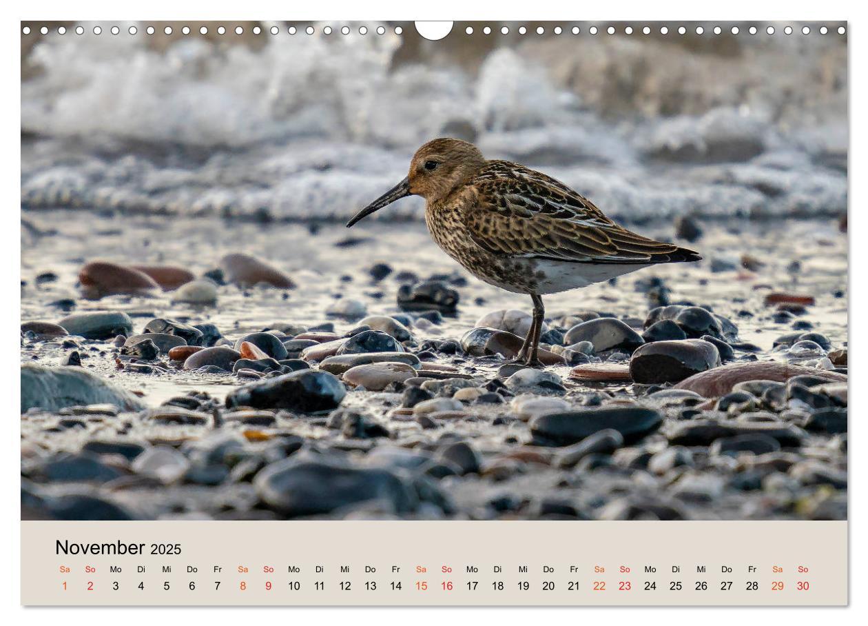 Bild: 9783435118410 | Limikolen - Watvögel am norddeutschen Wattenmeer (Wandkalender 2025...