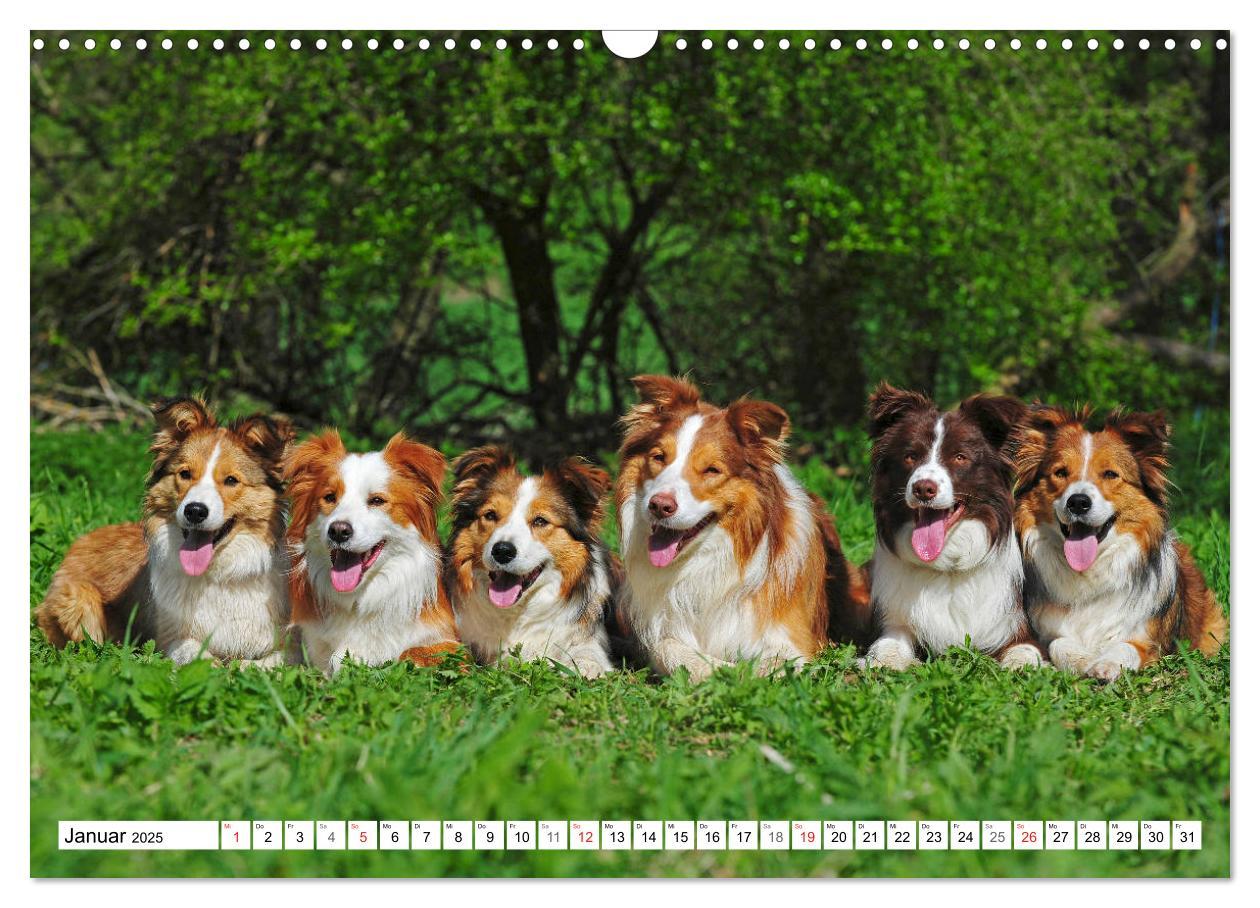 Bild: 9783435256860 | Traumhund Border Collie (Wandkalender 2025 DIN A3 quer), CALVENDO...