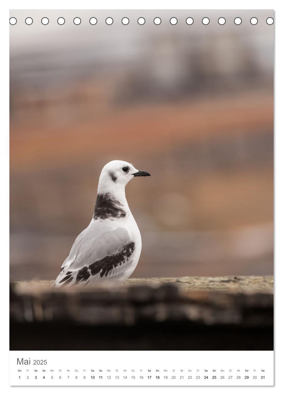 Bild: 9783435846757 | Die Arktis - Naturfotografien aus Spitzbergen (Tischkalender 2025...