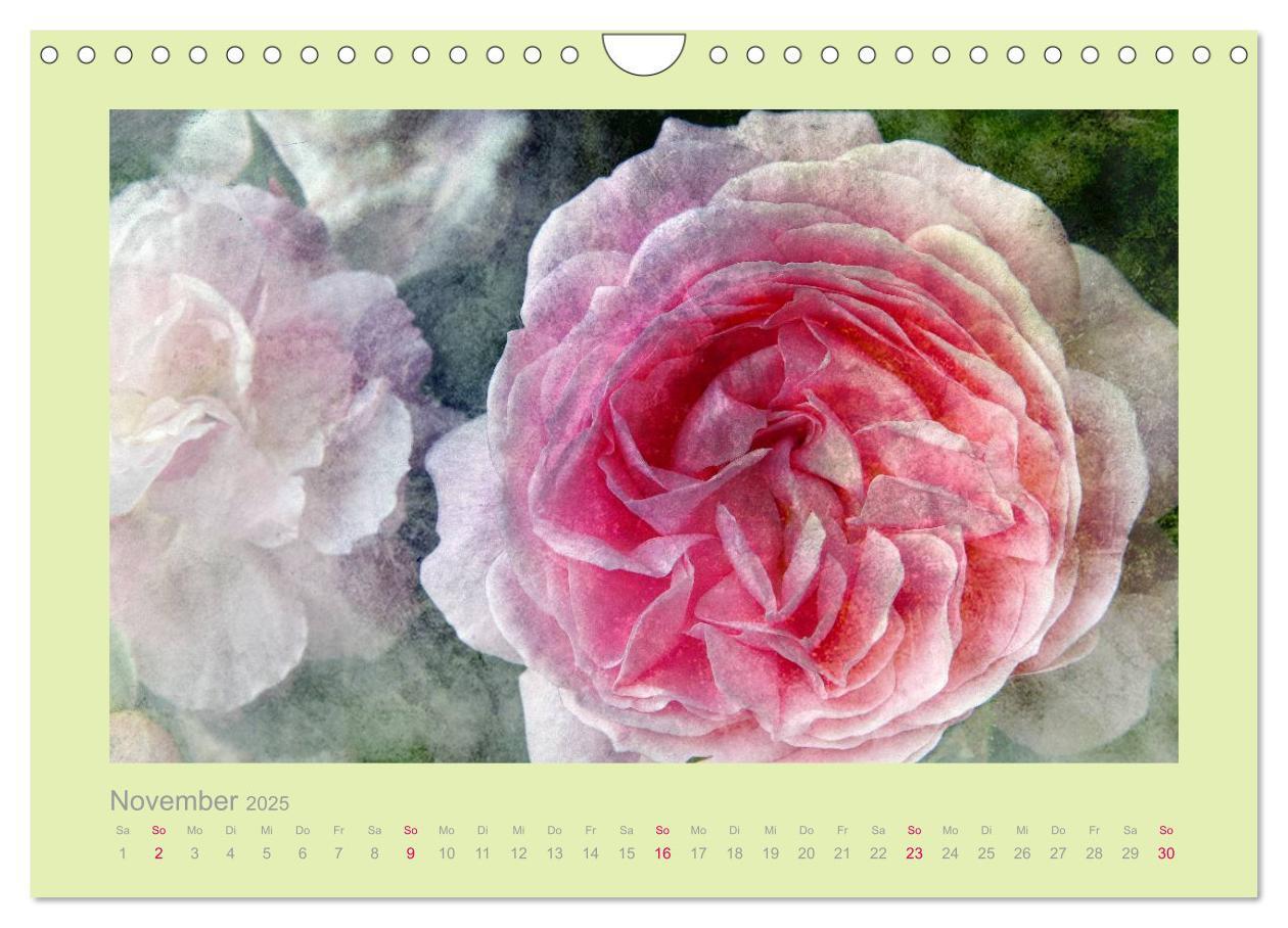 Bild: 9783435737475 | Romantische Rosen (Wandkalender 2025 DIN A4 quer), CALVENDO...