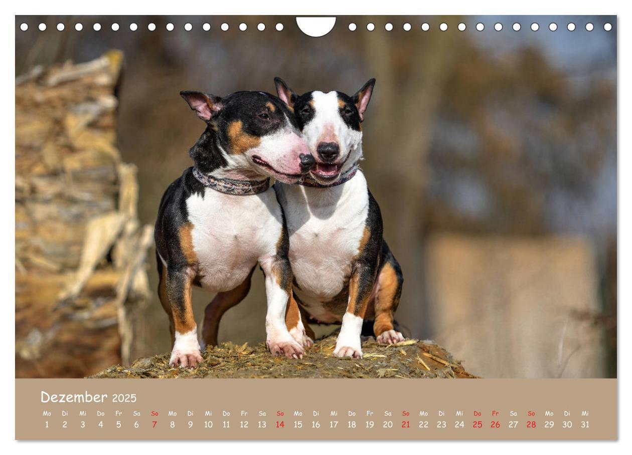 Bild: 9783435314577 | Einmal Bullterrier - immer Bullterrier (Wandkalender 2025 DIN A4...