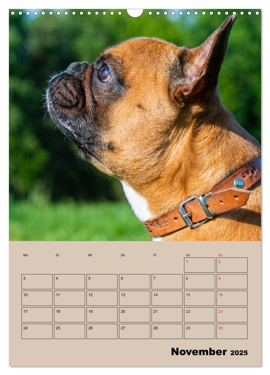 Bild: 9783435959259 | Jahresplaner Französische Bulldogge (Wandkalender 2025 DIN A3...