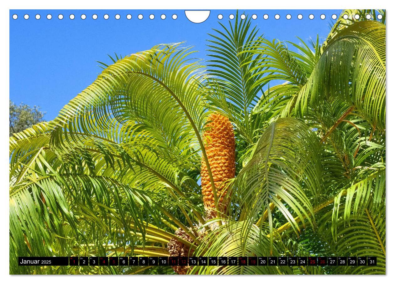 Bild: 9783435399499 | Botanischer Garten Palermo (Wandkalender 2025 DIN A4 quer),...