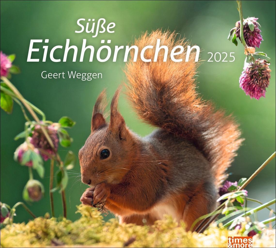 Cover: 9783756406869 | Eichhörnchen Bildkalender 2025 | Kalender | times&amp;more Kalender Heye