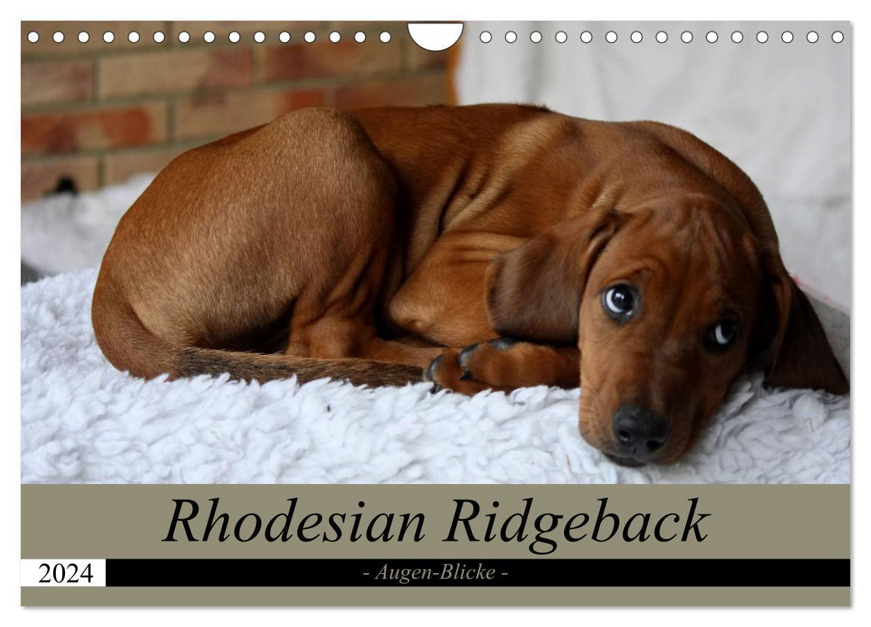 Cover: 9783675684386 | Rhodesian Ridgeback Augen-Blicke (Wandkalender 2024 DIN A4 quer),...