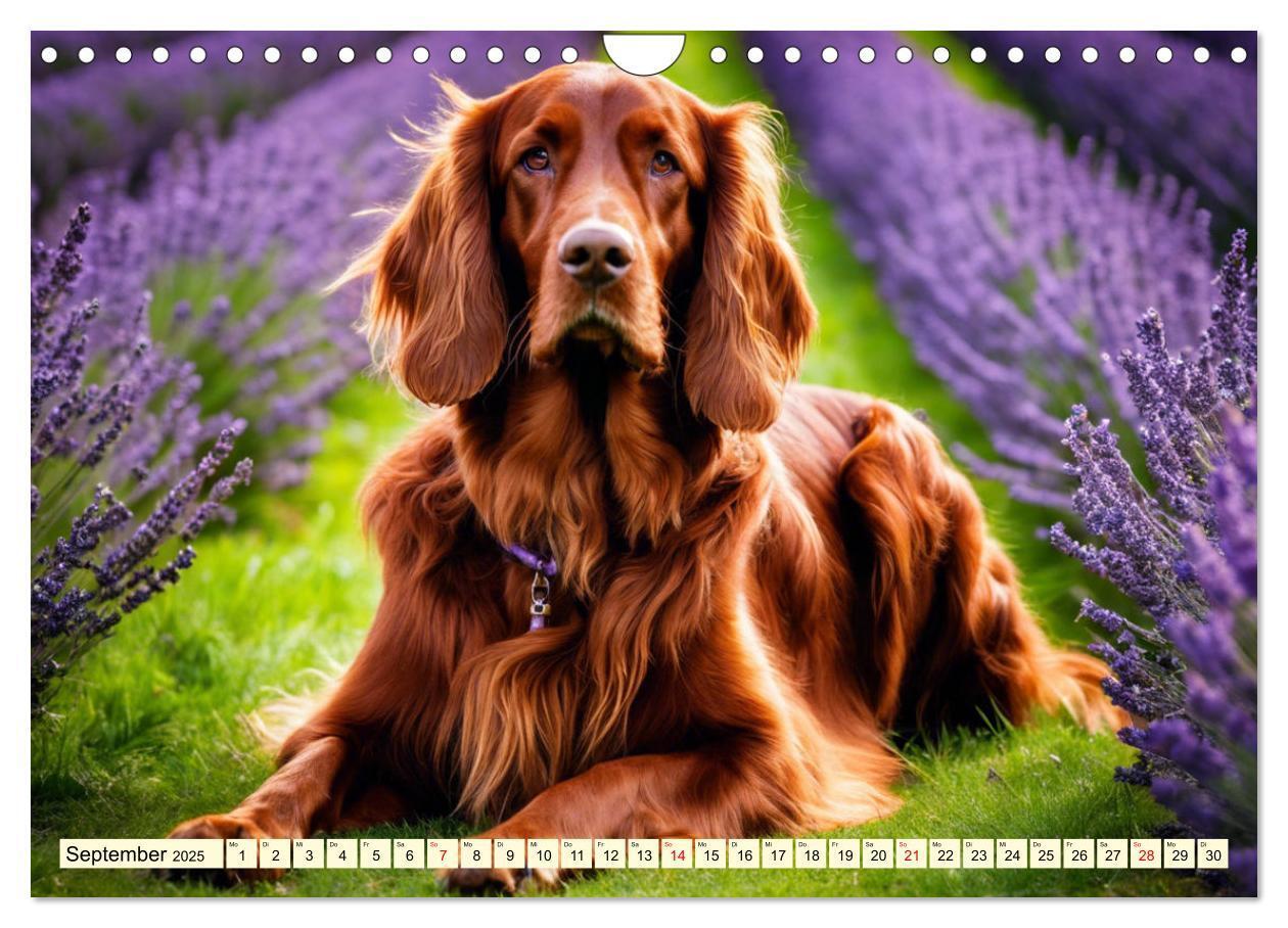 Bild: 9783435010844 | Irish Setter - Anmut pur (Wandkalender 2025 DIN A4 quer), CALVENDO...