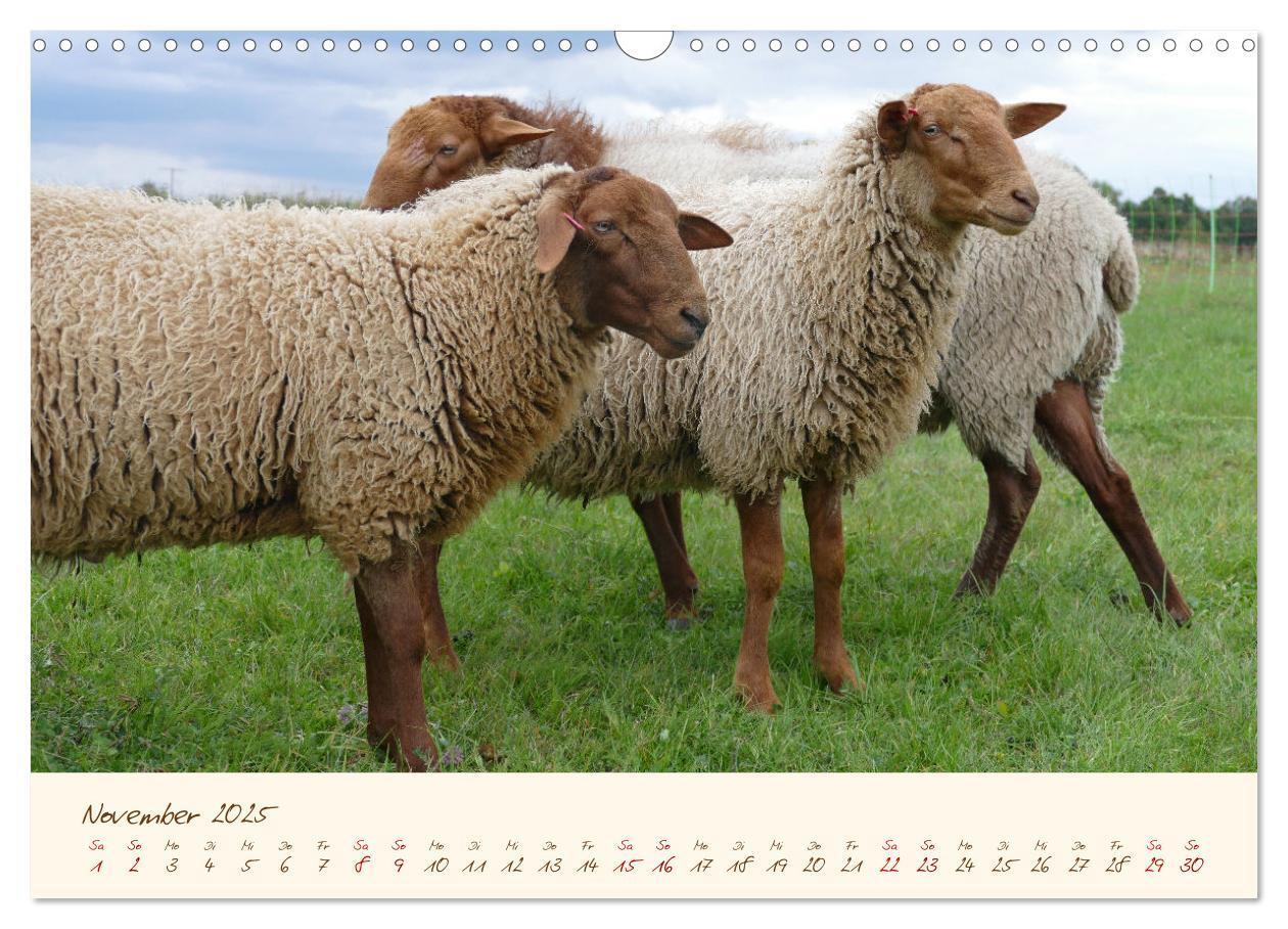 Bild: 9783435172832 | Coburger Fuchsschaf (Wandkalender 2025 DIN A3 quer), CALVENDO...