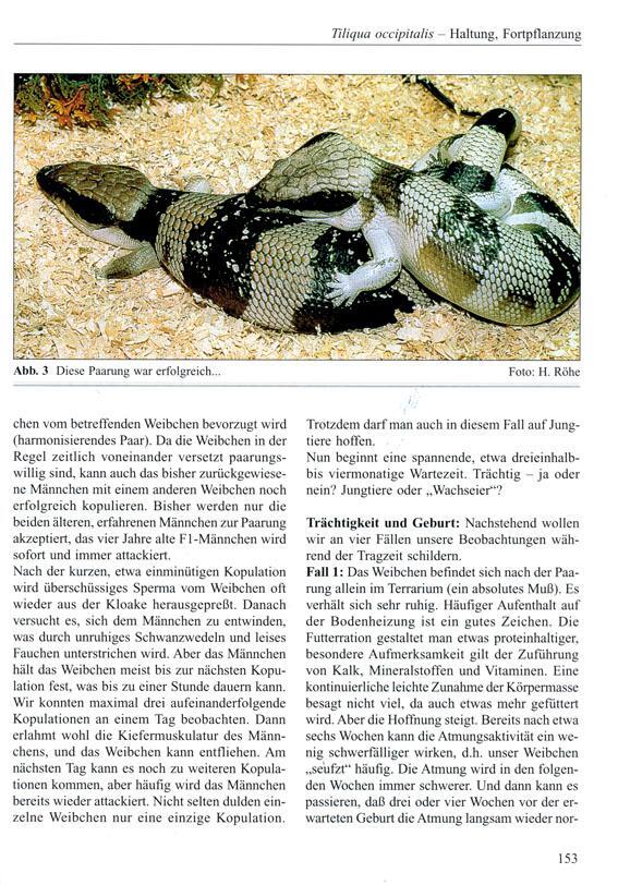 Bild: 9783931587338 | Blauzungenskinke | Beiträge zu Tiliqua und Cyclodomorphus | Buch