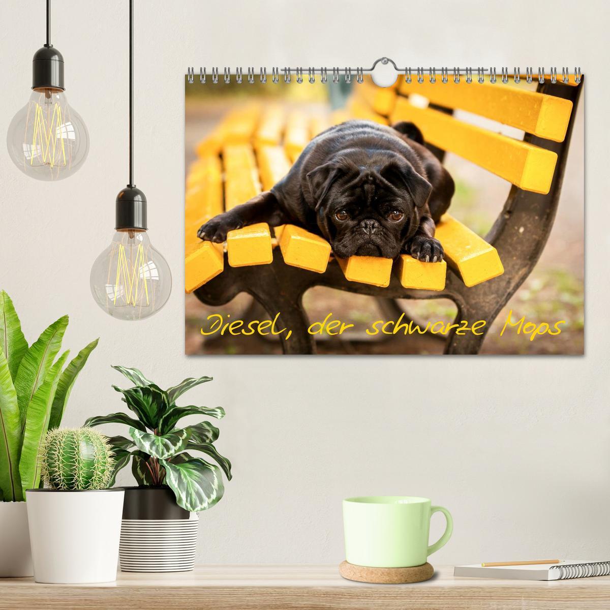 Bild: 9783435571697 | Diesel, der schwarze Mops (Wandkalender 2025 DIN A4 quer), CALVENDO...