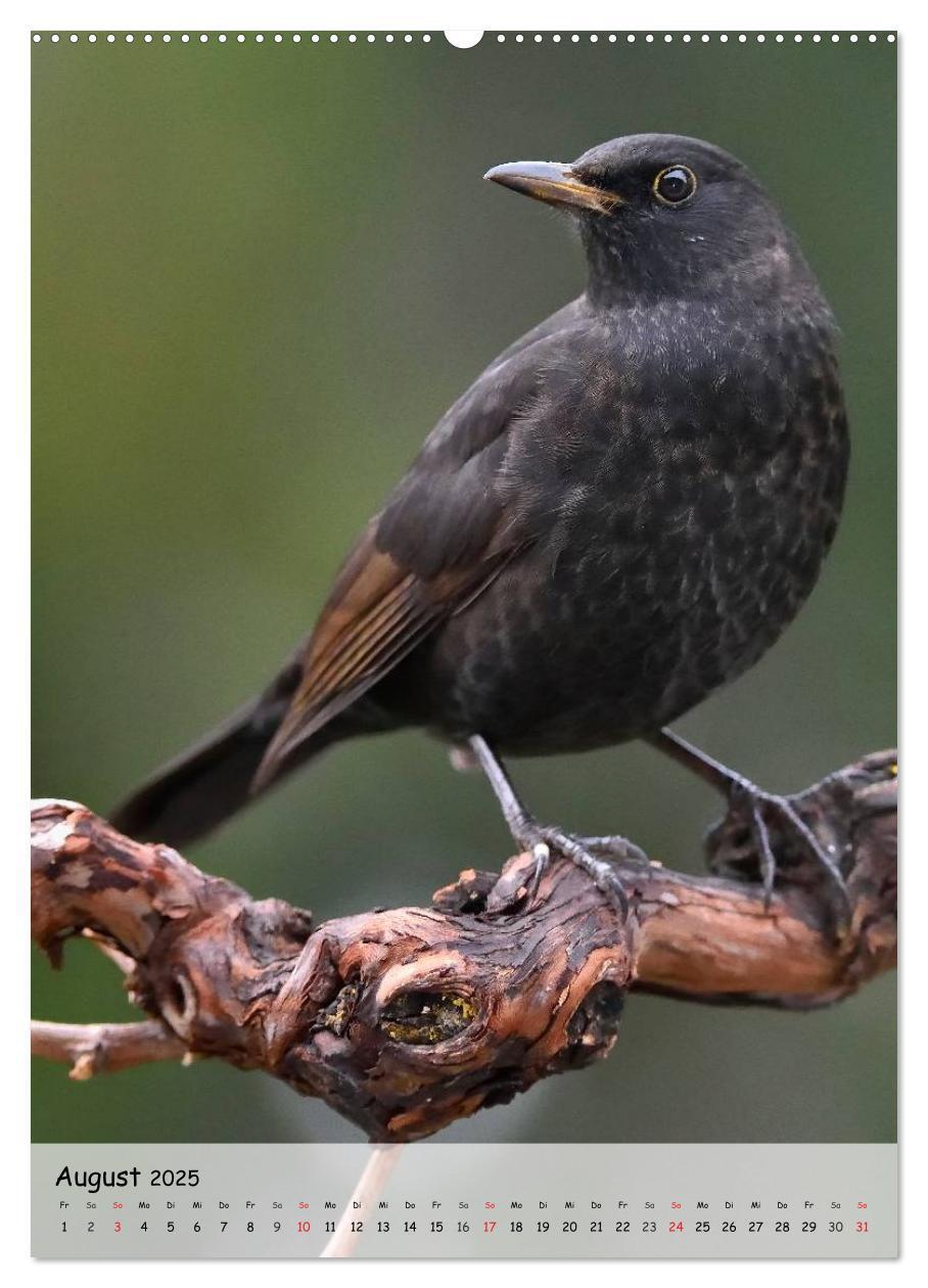 Bild: 9783457042342 | Vögel im heimischen Garten (Wandkalender 2025 DIN A2 hoch),...