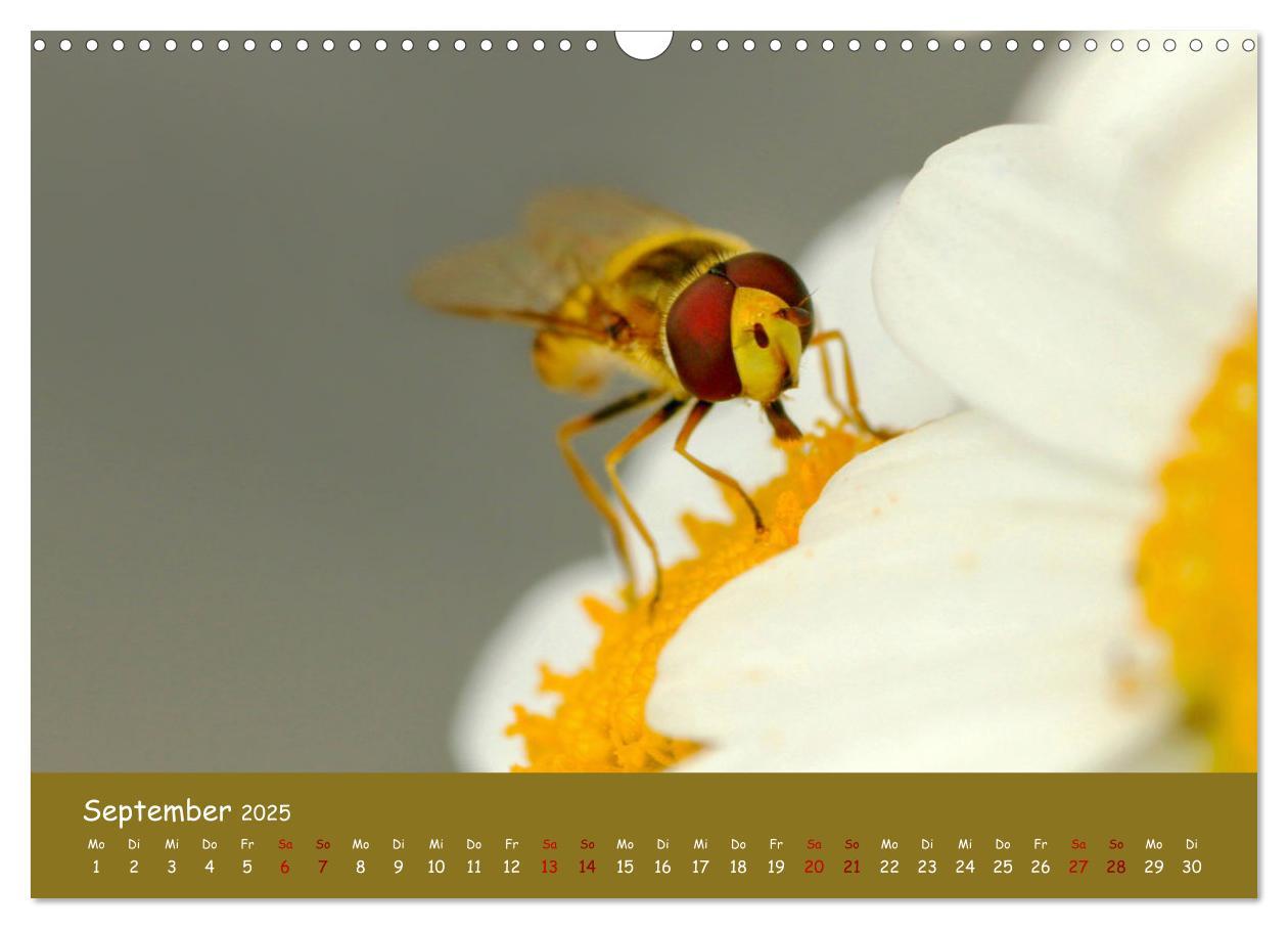 Bild: 9783435072873 | Insekten - Kleine Wunder (Wandkalender 2025 DIN A3 quer), CALVENDO...