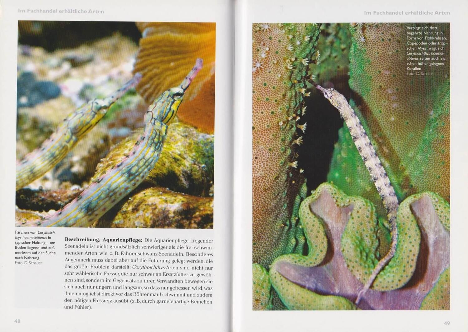 Bild: 9783866591684 | Art für Art: Seenadeln im Meerwasseraquarium | Inken Krause | Buch