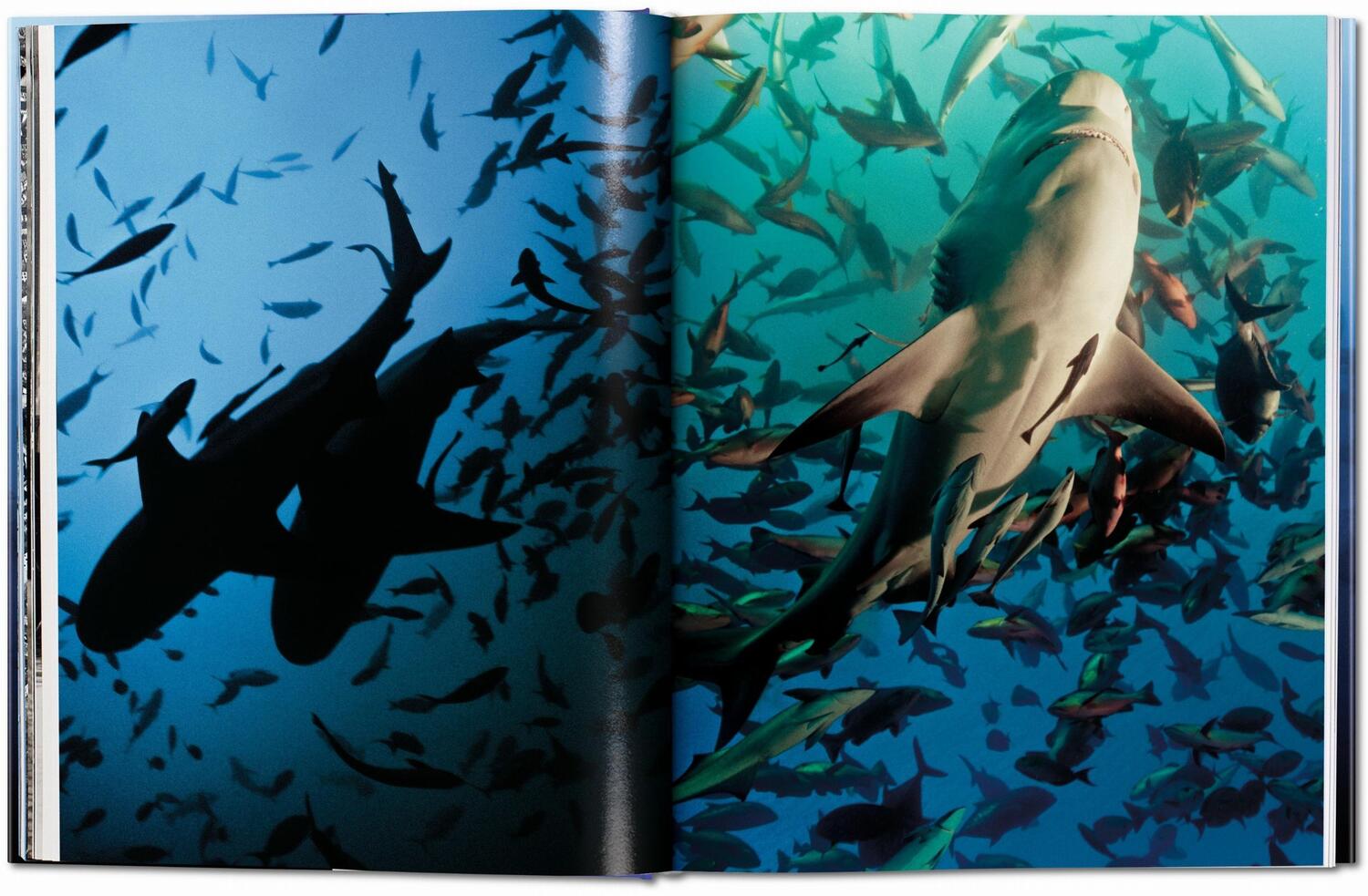 Bild: 9783836553599 | Michael Muller. Sharks | Philippe Cousteau (u. a.) | Buch | 334 S.