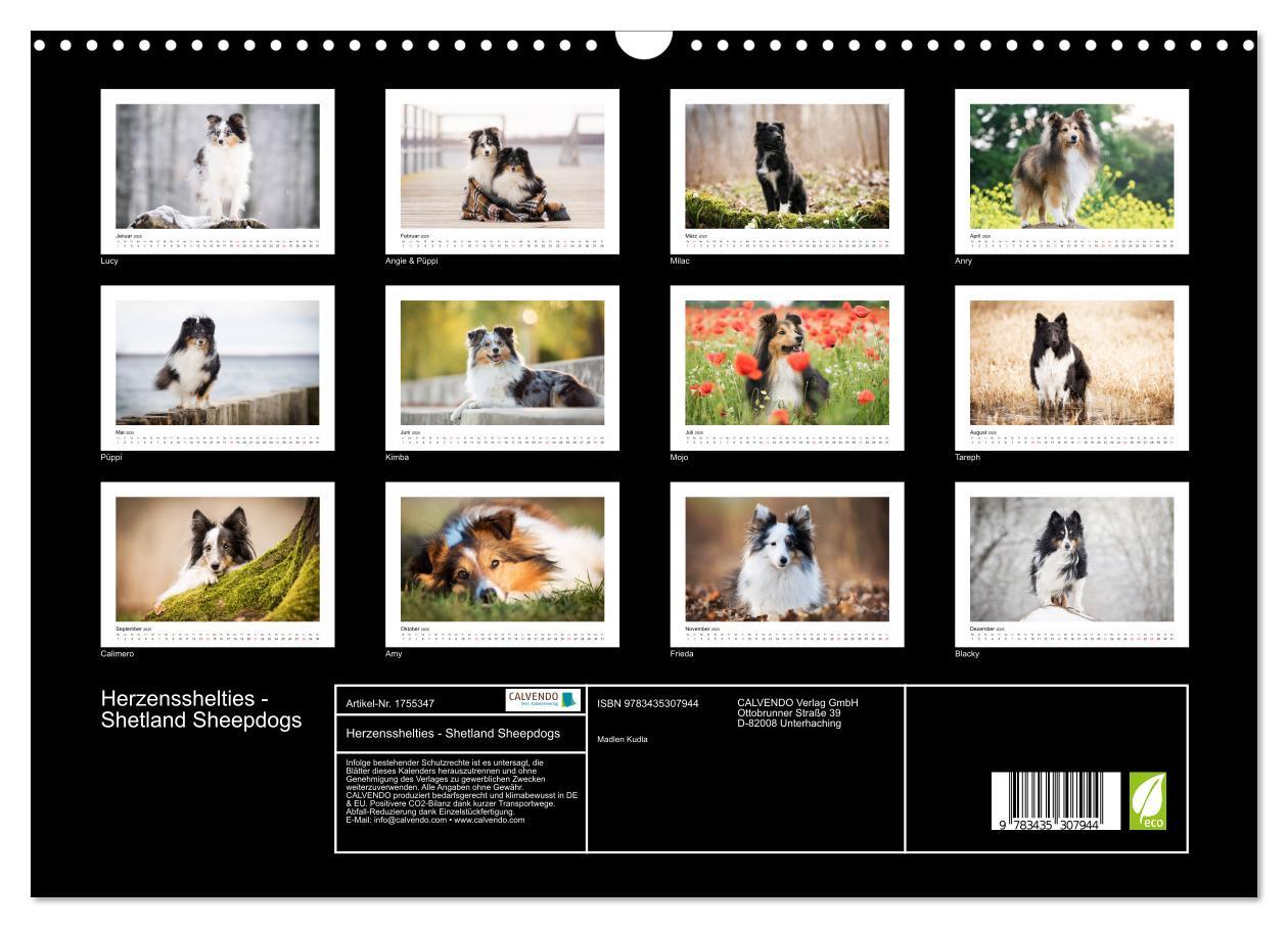 Bild: 9783435307944 | Herzensshelties - Shetland Sheepdogs (Wandkalender 2025 DIN A3...