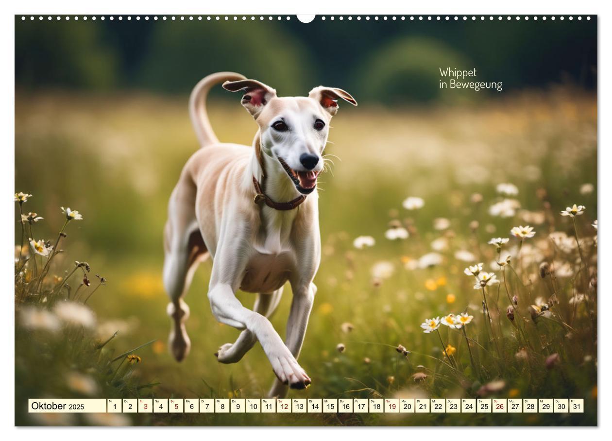 Bild: 9783457162163 | Windhunde im Portrait (Wandkalender 2025 DIN A2 quer), CALVENDO...