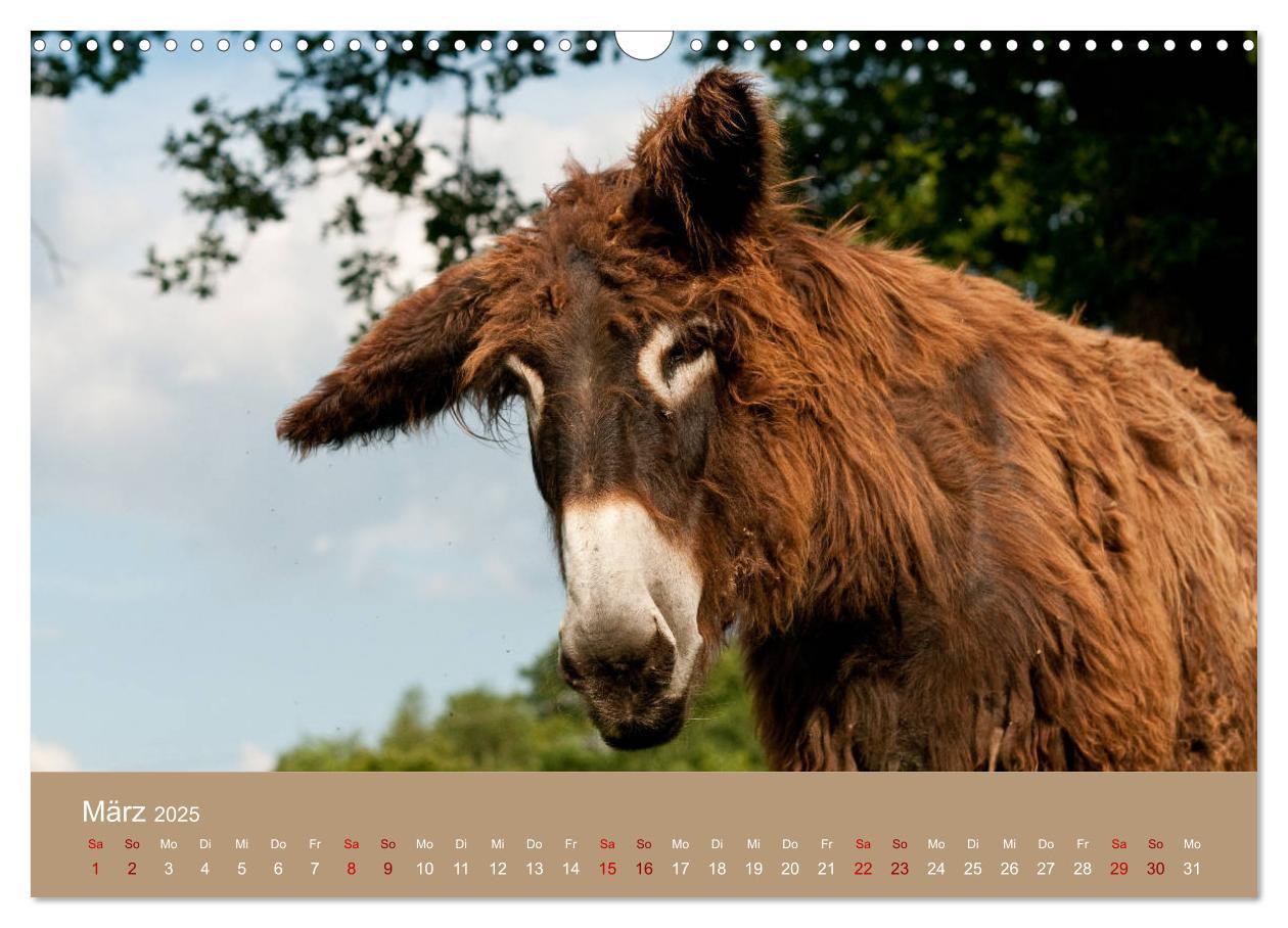 Bild: 9783435396542 | Baudet de Poitou - Seltene französische Langohren (Wandkalender...