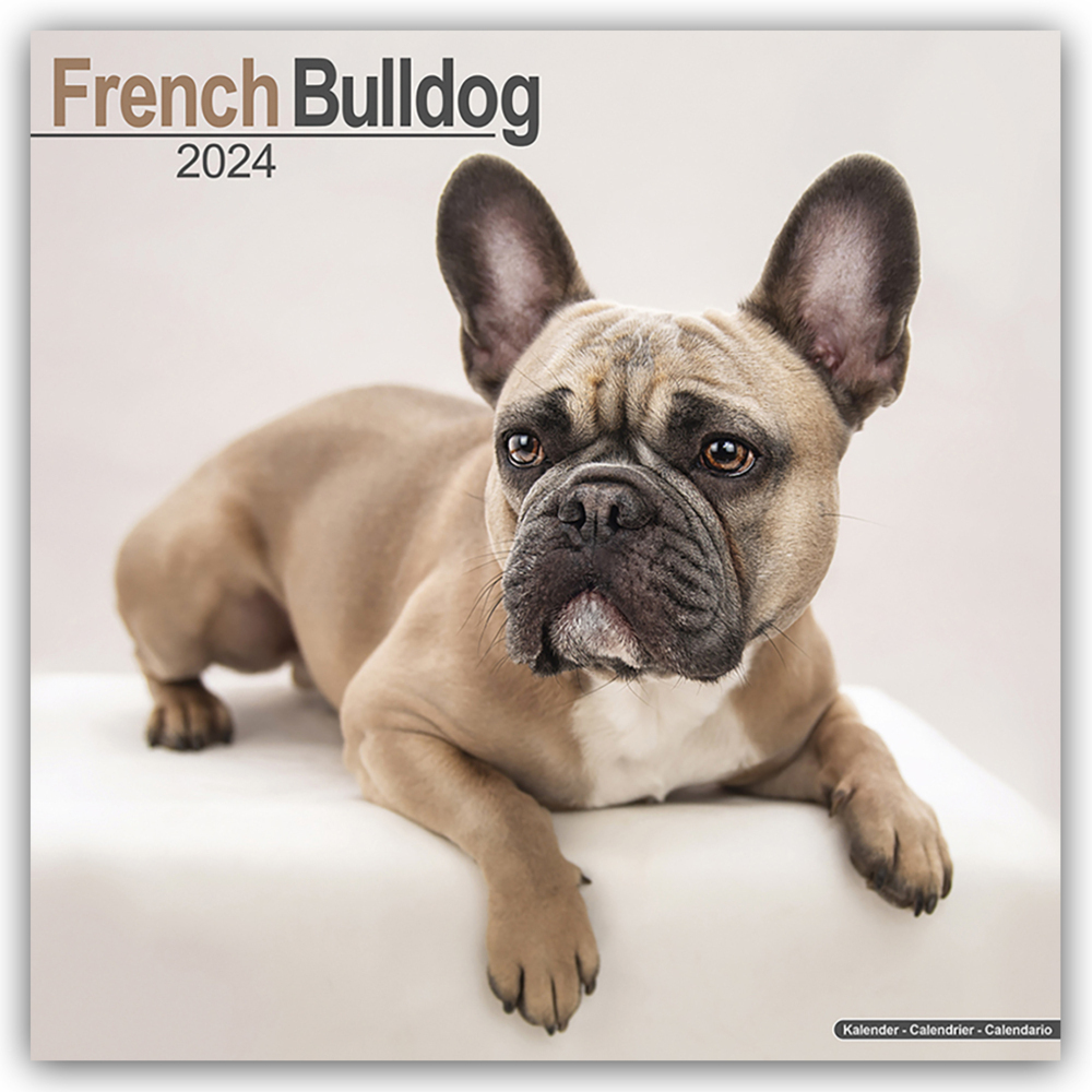 Cover: 9781804600467 | French Bulldog - Französische Bulldoggen 2024 - 16-Monatskalender
