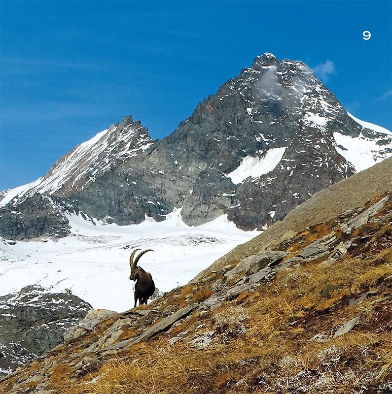 Bild: 9783945419038 | Wanderungen zu den Steinböcken | Oberbayern, Österreich, Südtirol