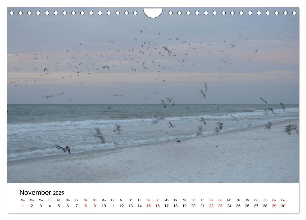 Bild: 9783435376001 | Möwen am Meer (Wandkalender 2025 DIN A4 quer), CALVENDO Monatskalender