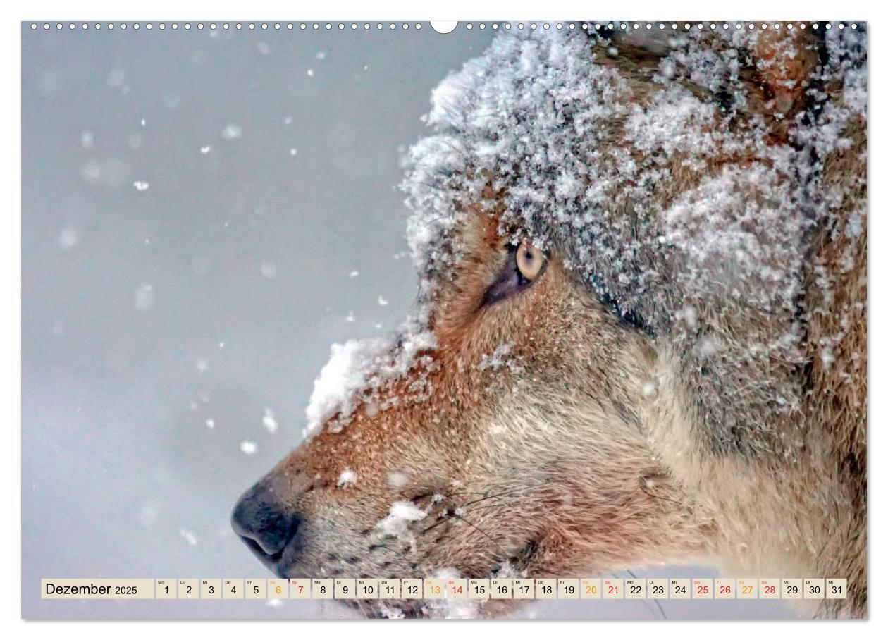 Bild: 9783435334643 | Wolf - Imposanter Jäger (Wandkalender 2025 DIN A2 quer), CALVENDO...