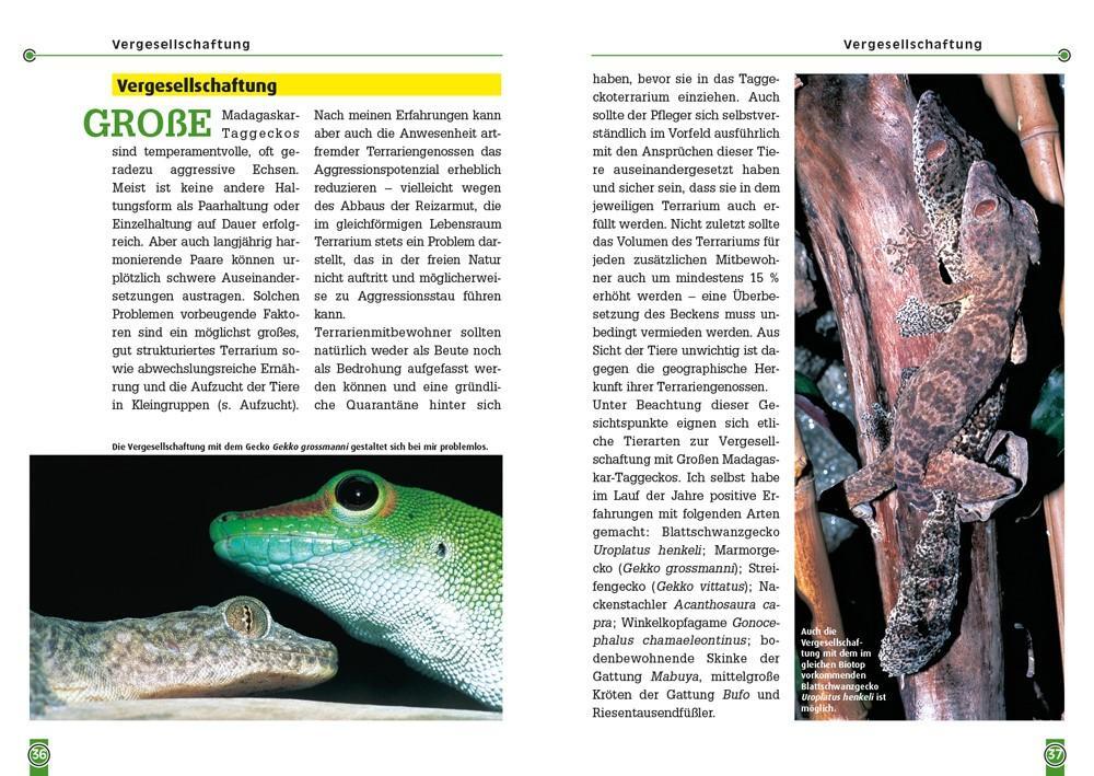 Bild: 9783866594913 | Der Große Madagaskar-Taggecko | Phelsuma grandis | Ingo Kober | Buch