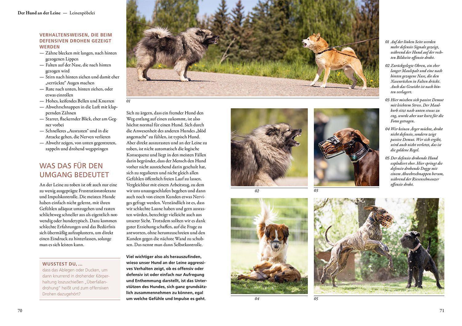 Bild: 9783440175583 | Hunde lesen lernen | Maren Grote | Taschenbuch | 200 S. | Deutsch