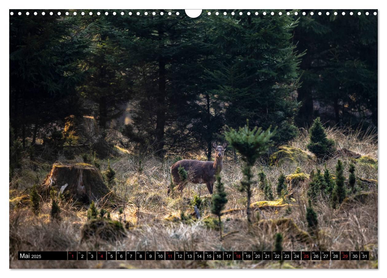 Bild: 9783435241507 | Arnsberger Wald (Wandkalender 2025 DIN A3 quer), CALVENDO...