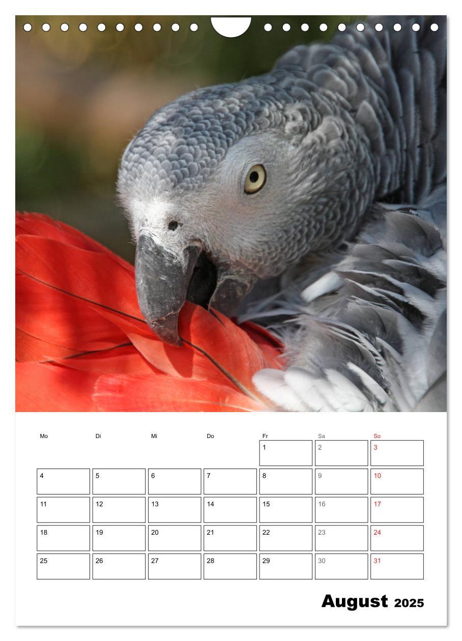 Bild: 9783435985418 | Papageien - Graupapagei, Rosella und Co. (Wandkalender 2025 DIN A4...