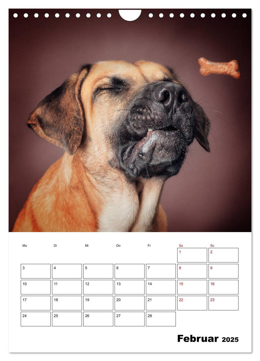 Bild: 9783435981847 | Fang das Leckerli (Wandkalender 2025 DIN A4 hoch), CALVENDO...