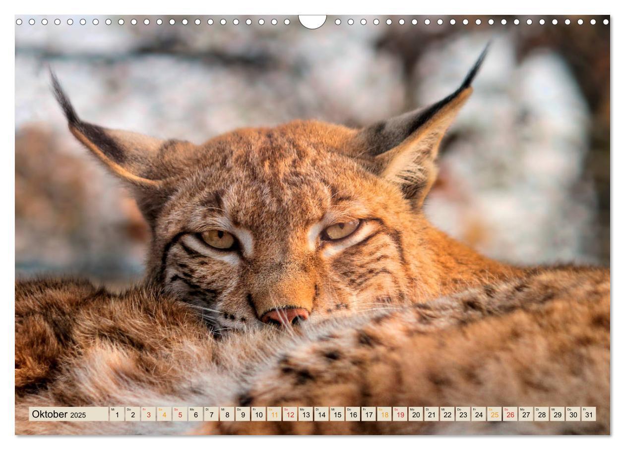 Bild: 9783435118397 | Raubkatze Luchs (Wandkalender 2025 DIN A3 quer), CALVENDO...