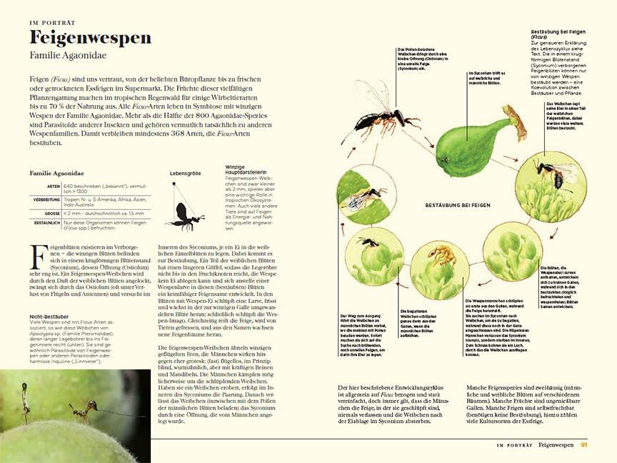 Bild: 9783258083421 | Wespen | Unterschätzte Insekten mit erstaunlichen Fähigkeiten | Eaton