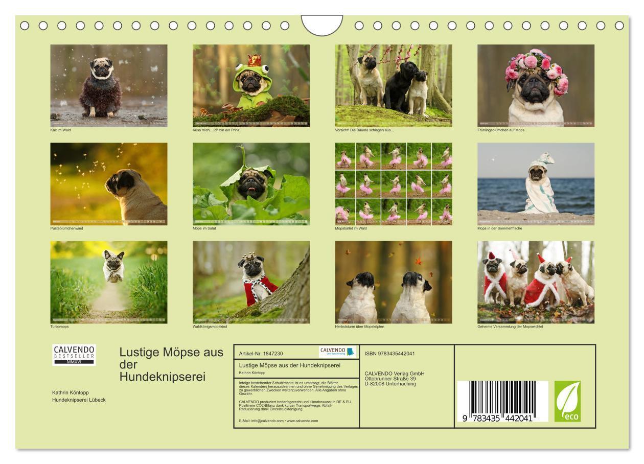 Bild: 9783435442041 | Lustige Möpse aus der Hundeknipserei (Wandkalender 2025 DIN A4...