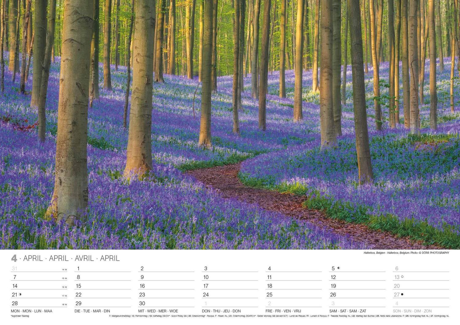 Bild: 4002725994271 | Malerische Wälder 2025 - Wand-Kalender - 42x29,7 - Wald - Natur | 2025