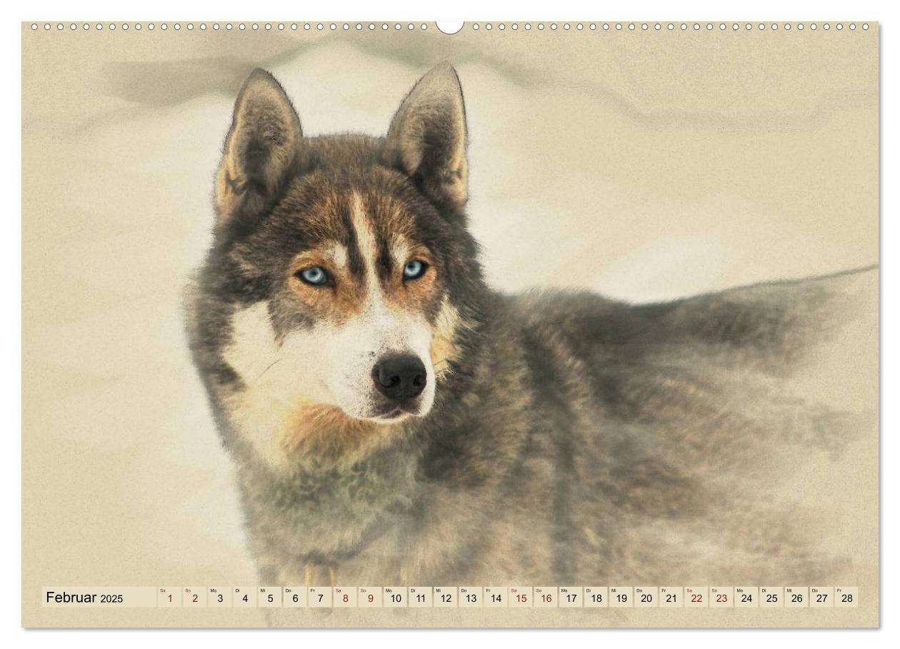 Bild: 9783435705955 | Schlittenhunde 2025 (Wandkalender 2025 DIN A2 quer), CALVENDO...