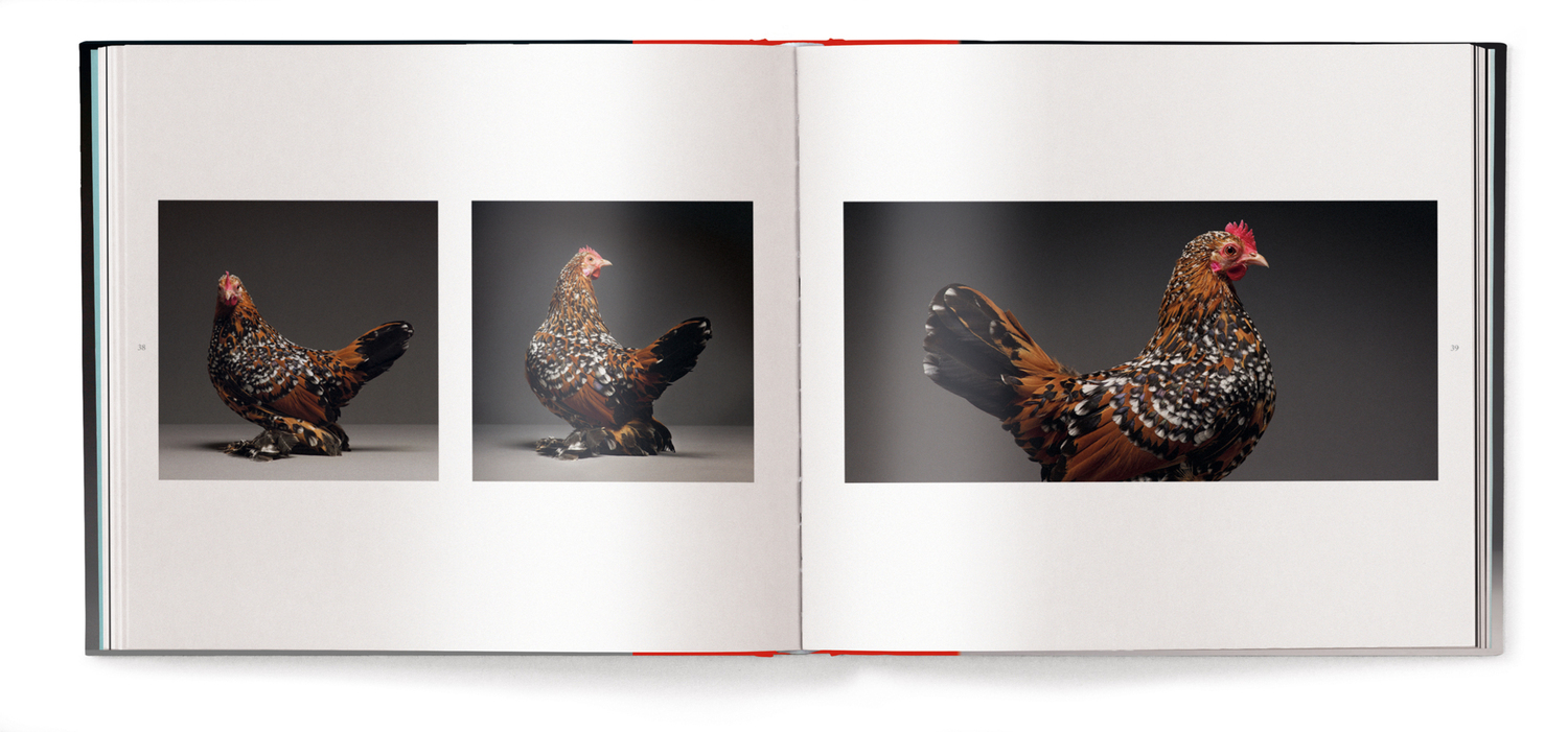 Bild: 9783961712601 | Hühner | Eine Liebeserklärung | Matteo Tranchellini (u. a.) | Buch