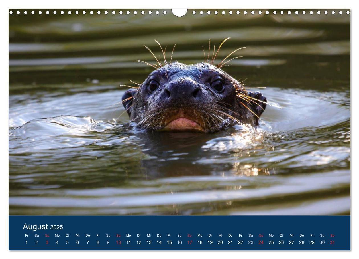 Bild: 9783435687152 | Brasilien tierisch gut 2025 (Wandkalender 2025 DIN A3 quer),...