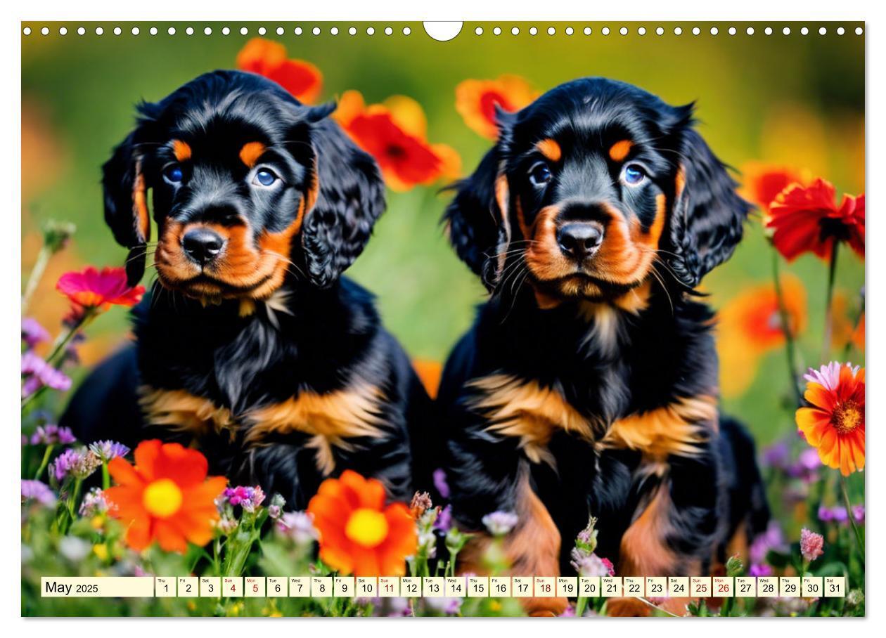 Bild: 9781325979608 | Gordon Setter - elegant powerhouse (Wall Calendar 2025 DIN A3...