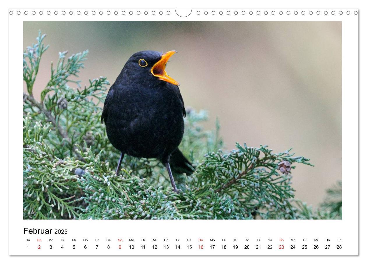 Bild: 9783435474677 | Heimische Gartenvögel - Gefiederte Freunde (Wandkalender 2025 DIN...