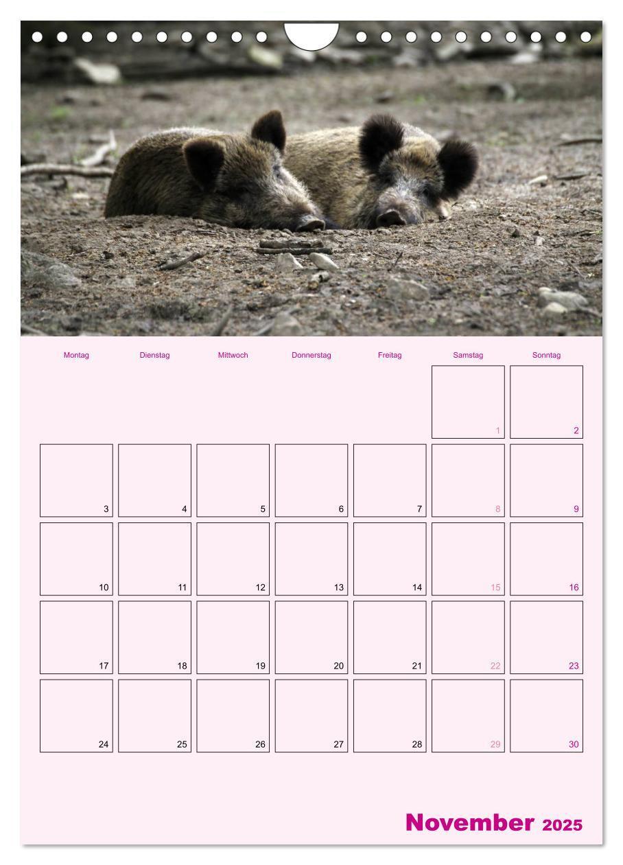 Bild: 9783457077214 | Schweinischer Terminplaner (Wandkalender 2025 DIN A4 hoch),...