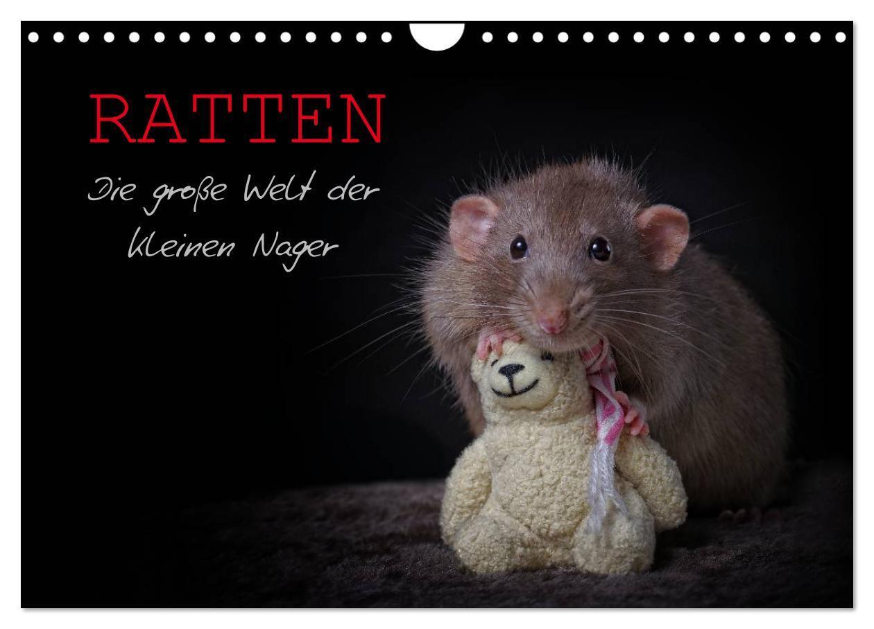 Cover: 9783675583030 | Ratten. Die große Welt der kleinen Nager (Wandkalender 2024 DIN A4...