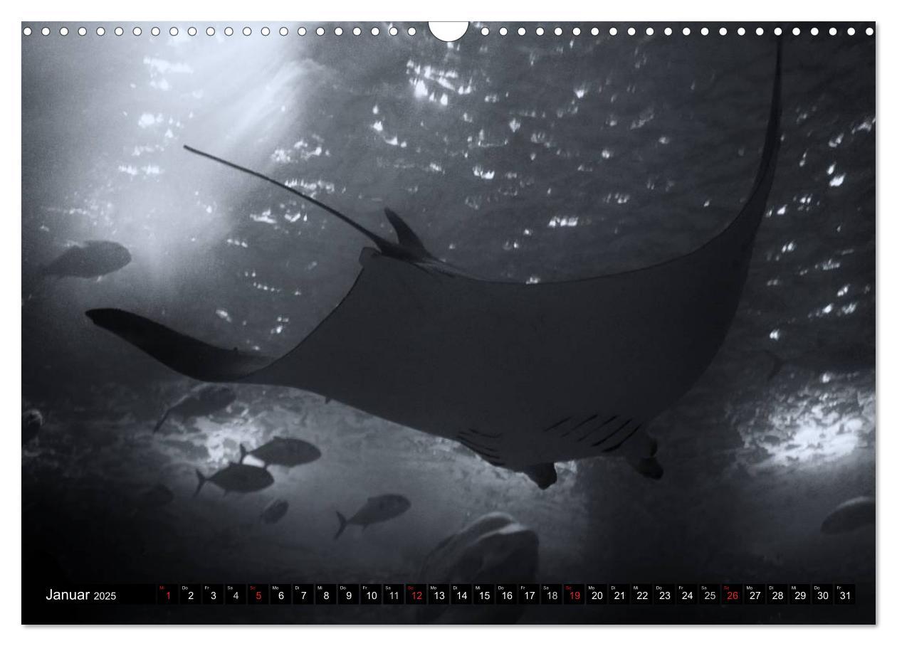 Bild: 9783435586264 | Meerestiere Bilder in Schwarz Weiss (Wandkalender 2025 DIN A3...