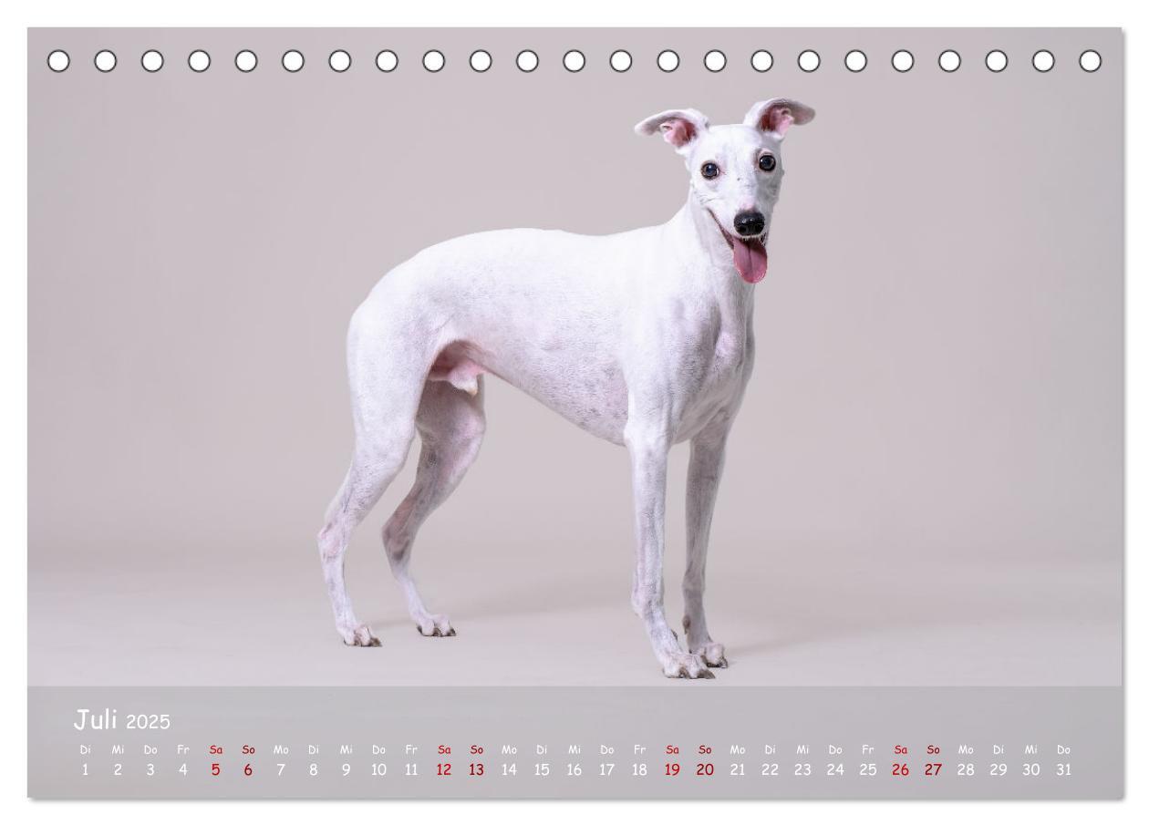 Bild: 9783383890536 | Whippets - Seelenhunde fürs Leben (Tischkalender 2025 DIN A5 quer),...