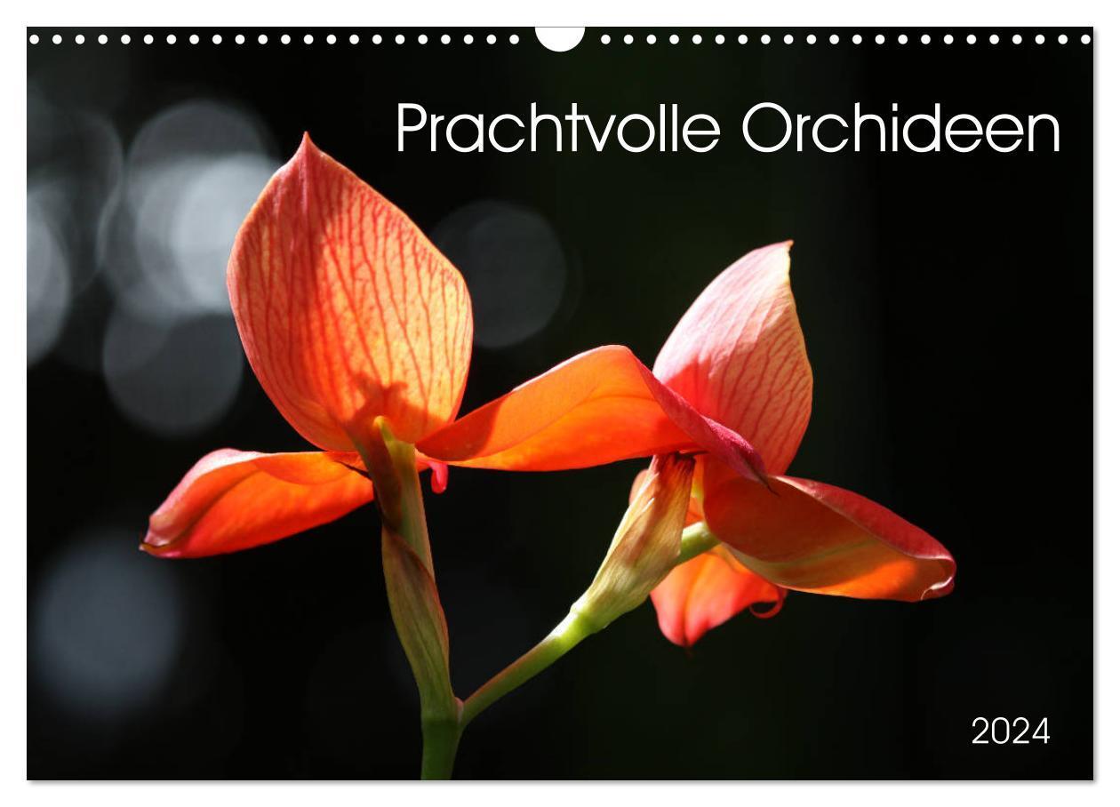 Cover: 9783383518430 | Prachtvolle Orchideen (Wandkalender 2024 DIN A3 quer), CALVENDO...