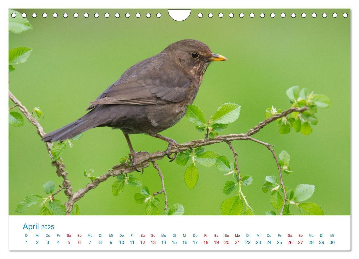 Bild: 9783435464838 | Singvögel - 12 Arten im Garten (Wandkalender 2025 DIN A4 quer),...