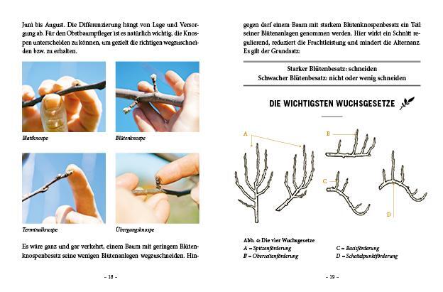 Bild: 9783710403057 | Das große kleine Buch: Obstbaumschnitt | Alles, was man wissen muss