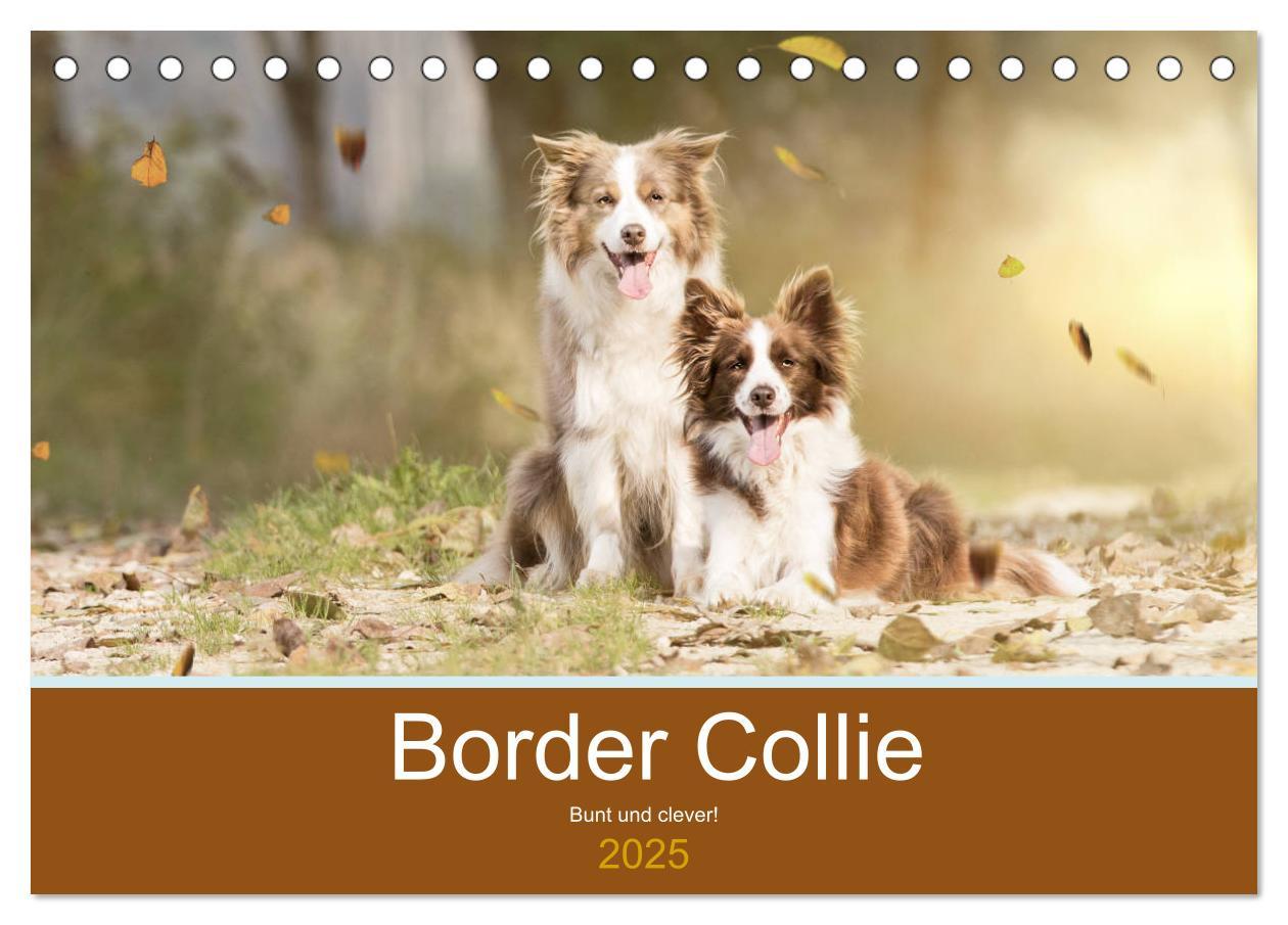 Cover: 9783435190539 | Border Collie - Bunt und clever! (Tischkalender 2025 DIN A5 quer),...